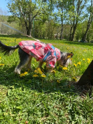 Bluza Flausata - Capsunici #HC731 photo review