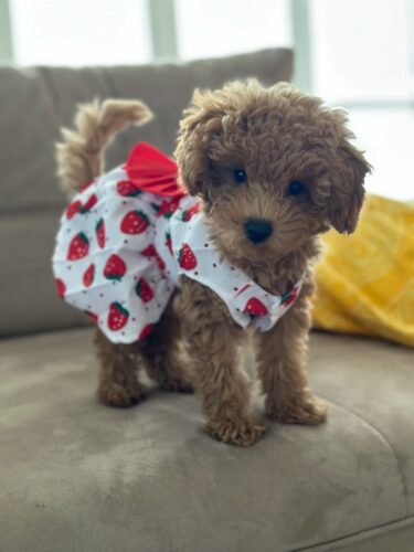 Rochita pentru Catei - Capsunici #HC1154 photo review