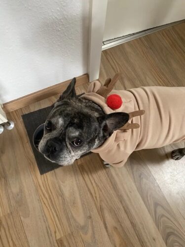 Hanorac cu gluga, Maro, Ren #HC1727 photo review