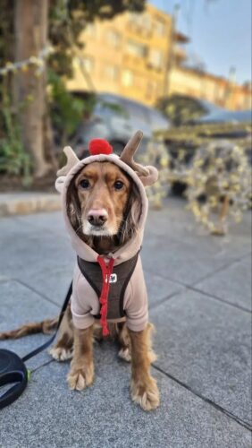 Hanorac cu gluga, Maro, Ren #HC1727 photo review