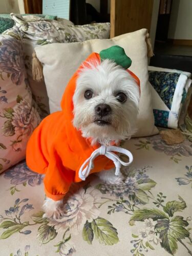 Hanorac cu gluga, Portocaliu, Morcov #HC1726 photo review