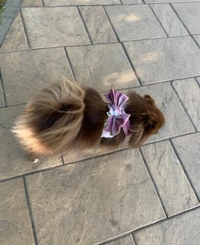 Ham cu Fundita + Lesa - Roz #HH36 photo review