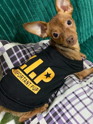 Tricou pentru catei - VIP - #HC1126 photo review