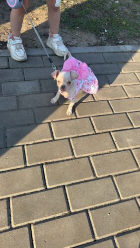 Rochita pentru Catei - Floricele Roz #HC1151 photo review