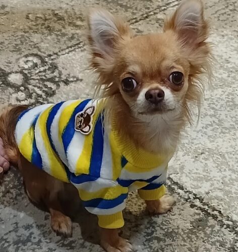 Bluza Pufoasa - Albastru/Galben/Alb #HC1709 photo review