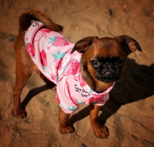 Bluza Flausata - Capsunici #HC731 photo review