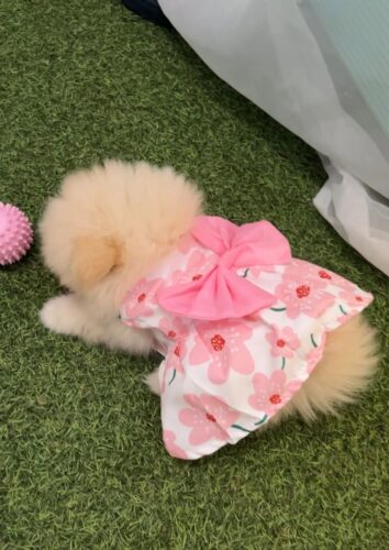 Rochita pentru Catei - Floricele Roz #HC1151 photo review