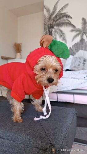 Hanorac cu gluga, Portocaliu, Morcov #HC1726 photo review