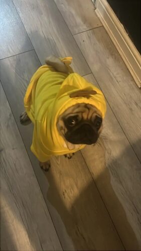 Hanorac cu gluga, Galben, Banana #HC1725 photo review