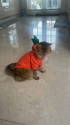 Hanorac cu gluga, Portocaliu, Morcov #HC1726 photo review