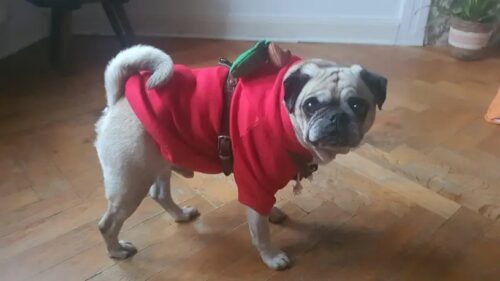 Hanorac cu gluga, Rosu, Mar #HC1724 photo review