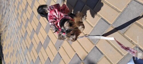 Rochita tip Ham + Lesa - Rosie #HC1247 photo review