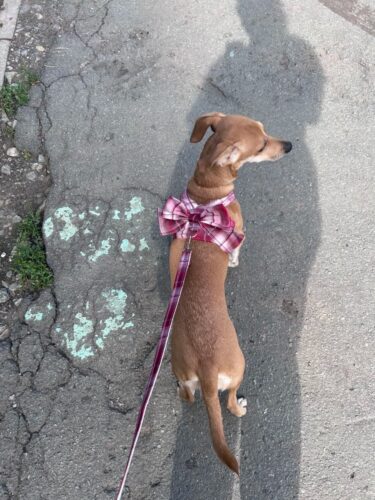 Ham cu Fundita + Lesa - Rosu #HH32 photo review