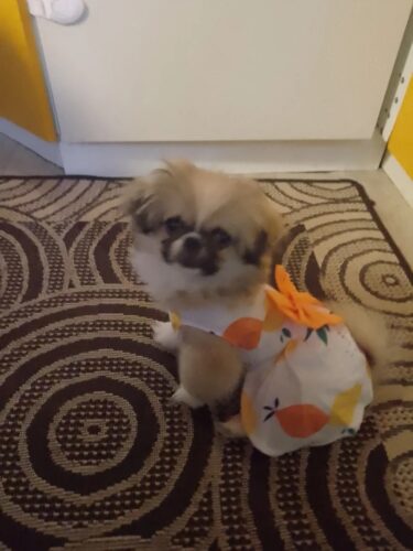 Rochita pentru Catei #HC1155 photo review