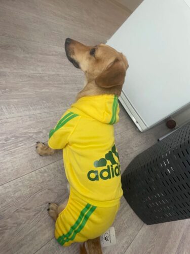 Trening pentru catei, Adidog, Galben #HC1858 photo review