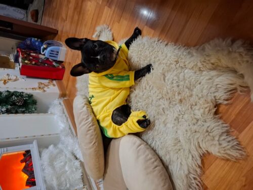 Trening pentru catei, Adidog, Galben #HC1858 photo review