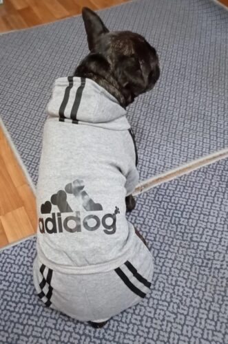 Trening pentru catei, Adidog, Gri #HC1859 photo review