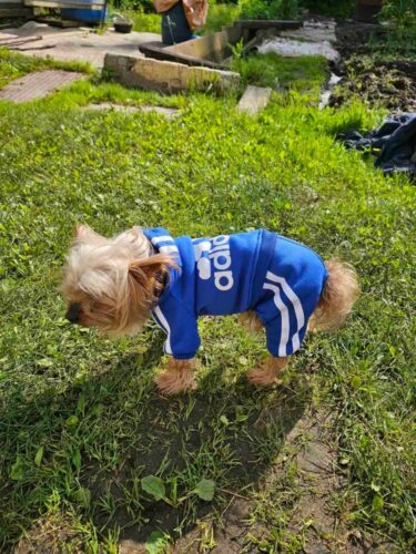 Trening pentru catei, Adidog, Albastru Inchis #HC1855 photo review