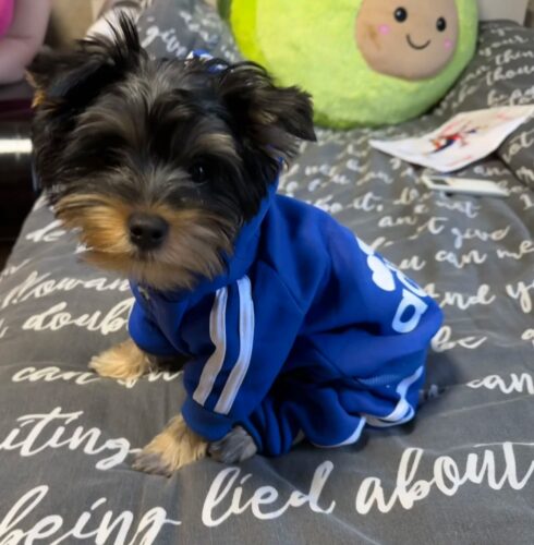 Trening pentru catei, Adidog, Albastru Inchis #HC1855 photo review