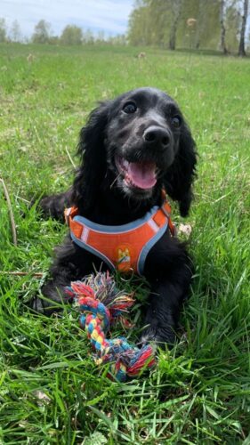 Set Ham Ajustabil, Reflectorizant + Lesa - Portocaliu #HH28 photo review