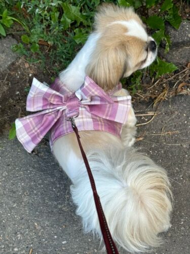 Ham cu Fundita + Lesa - Roz #HH36 photo review