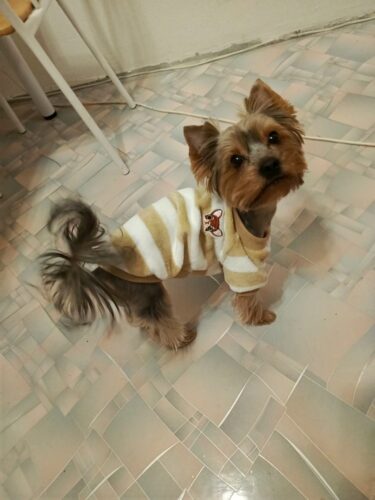 Bluza Pufoasa - Maro/Alb #HC1706 photo review