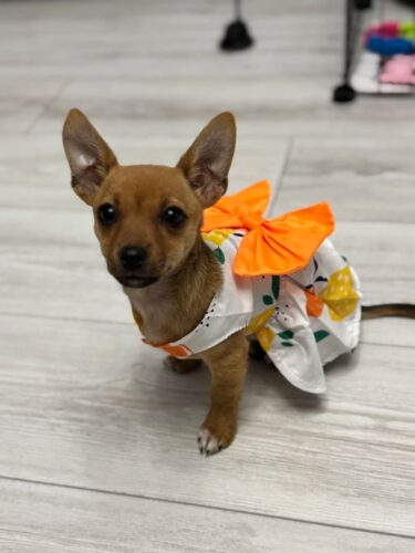 Rochita pentru Catei #HC1155 photo review