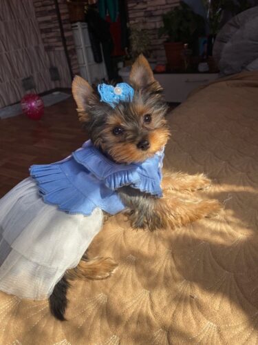 Rochita pentru catei, Fundita, Alba #HC1719 photo review