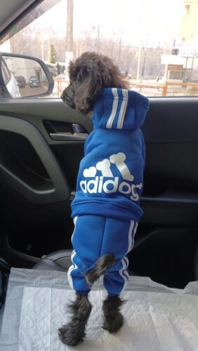 Trening pentru catei, Adidog, Albastru Inchis #HC1855 photo review