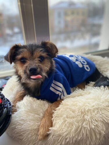 Hanorac cu gluga pentru catei, Adidog, Albastru #HC2000 photo review