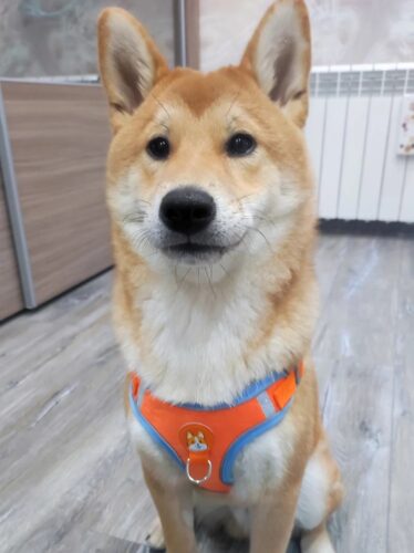 Set Ham Ajustabil, Reflectorizant + Lesa - Portocaliu #HH28 photo review