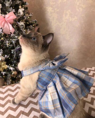 Rochita tip Ham + Lesa - Albastra #HC1249 photo review