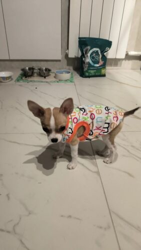 Tricou pentru catei #HC1052 photo review