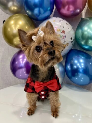 Camasa in Carouri cu Papion - Rosie #HC1148 photo review