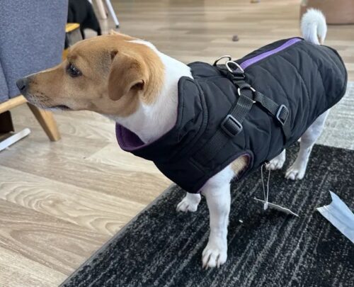 Vesta Impermeabila, Imblanita + Ham incorporat - Neagra #HC1581 photo review