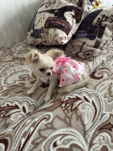 Rochita pentru Catei - Floricele Roz #HC1151 photo review