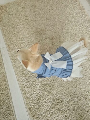 Rochita pentru catei, Fundita, Alba #HC1719 photo review