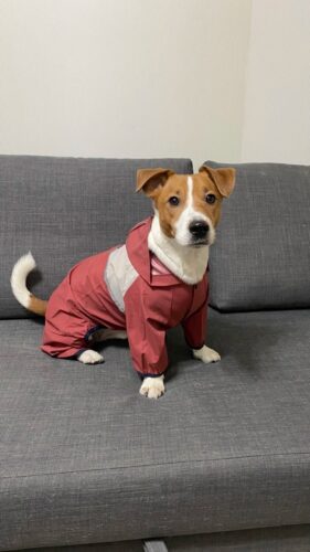 Pelerina Ploaie Pentru Catei, Roz #HC1384 photo review