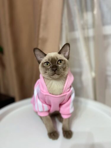 Hanorac cu gluga pentru catei, Adidog, Roz #HC2002 photo review