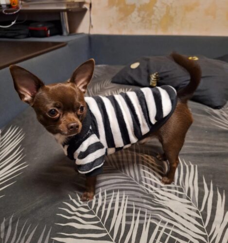 Bluza Pufoasa - Negru/Alb #HC1705 photo review