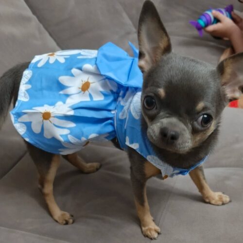 Rochita pentru Catei - Floricele Albe #HC1153 photo review