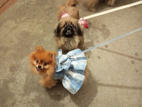 Rochita tip Ham + Lesa - Albastra #HC1249 photo review