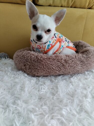 Tricou pentru catei #HC1052 photo review