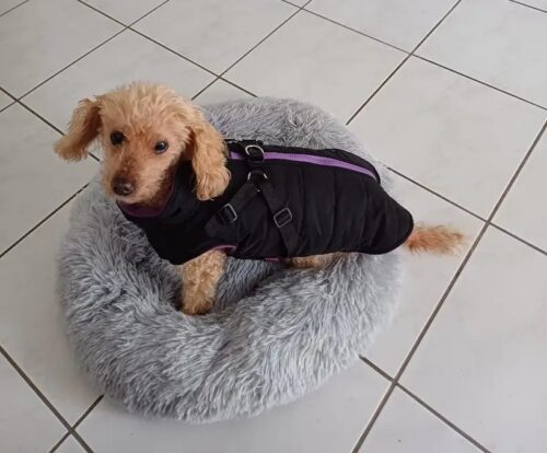 Vesta Impermeabila, Imblanita + Ham incorporat - Neagra #HC1581 photo review