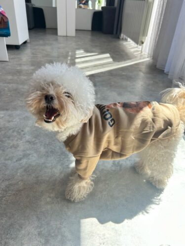 Bluza Crem - Good Day #H543 photo review