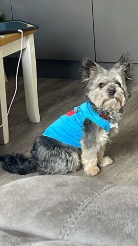 Tricou - Small Dog Big ❤️ - Albastru #HC1123 photo review