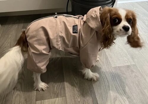 Pelerina Ploaie Pentru Catei, Roz #HC351 photo review