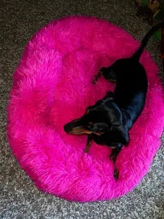 Pat Pufos Pentru Caini si Pisici #PC28 photo review