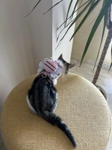 Set Ham Ajustabil + Lesa - Albinuta Mov #HH63 photo review