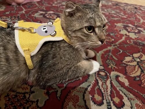 Set Ham Ajustabil + Lesa - Galben #HH55 photo review